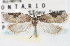  ( - CNCLEP00101771)  @13 [ ] CreativeCommons - Attribution (2013) CNC/CBG Photography Group Centre for Biodiversity Genomics