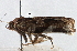  ( - CNCLEP00101778)  @11 [ ] CreativeCommons - Attribution (2013) CNC/CBG Photography Group Centre for Biodiversity Genomics