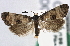  ( - CNCLEP00101814)  @13 [ ] CreativeCommons - Attribution (2013) CNC/CBG Photography Group Centre for Biodiversity Genomics