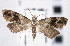  ( - CNCLEP00101825)  @14 [ ] CreativeCommons - Attribution (2013) CNC/CBG Photography Group Centre for Biodiversity Genomics