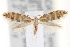  (Argyresthia aureoargentella - CNCLEP00101852)  @14 [ ] CreativeCommons - Attribution (2013) CNC/CBG Photography Group Centre for Biodiversity Genomics