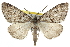  (Galenara glaucaria - CNCLEP00102114)  @15 [ ] CreativeCommons - Attribution (2012) CNC/CBG Photography Group Centre for Biodiversity Genomics