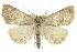  (Chytolita morbidalis - CNCLEP00102121)  @15 [ ] CreativeCommons - Attribution (2012) CNC/CBG Photography Group Centre for Biodiversity Genomics