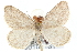  ( - CNCLEP00102161)  @14 [ ] CreativeCommons - Attribution (2012) CNC/CBG Photography Group Centre for Biodiversity Genomics