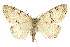  ( - CNCLEP00102468)  @14 [ ] CreativeCommons - Attribution (2013) CBG Photography Group Centre for Biodiversity Genomics