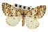  ( - CNCLEP00102470)  @11 [ ] CreativeCommons - Attribution (2013) CBG Photography Group Centre for Biodiversity Genomics
