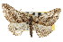  ( - CNCLEP00102535)  @11 [ ] CreativeCommons - Attribution (2013) CBG Photography Group Centre for Biodiversity Genomics