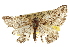  ( - CNCLEP00102536)  @11 [ ] CreativeCommons - Attribution (2013) CBG Photography Group Centre for Biodiversity Genomics