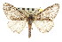  ( - CNCLEP00102548)  @11 [ ] CreativeCommons - Attribution (2013) CBG Photography Group Centre for Biodiversity Genomics
