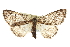  ( - CNCLEP00102549)  @14 [ ] CreativeCommons - Attribution (2013) CBG Photography Group Centre for Biodiversity Genomics
