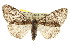  ( - CNCLEP00102550)  @14 [ ] CreativeCommons - Attribution (2013) CBG Photography Group Centre for Biodiversity Genomics