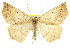  (Eusarca terraria - CNCLEP00102652)  @15 [ ] CreativeCommons - Attribution (2013) CBG Photography Group Centre for Biodiversity Genomics