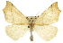  (Pherne placeraria - CNCLEP00102654)  @14 [ ] CreativeCommons - Attribution (2013) CBG Photography Group Centre for Biodiversity Genomics