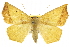  (Eusarca subflavaria - CNCLEP00102664)  @15 [ ] CreativeCommons - Attribution (2013) CBG Photography Group Centre for Biodiversity Genomics