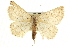  ( - CNCLEP00102672)  @13 [ ] CreativeCommons - Attribution (2013) CBG Photography Group Centre for Biodiversity Genomics