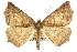  (Prochoerodes amplicineraria - CNCLEP00102688)  @15 [ ] CreativeCommons - Attribution (2013) CBG Photography Group Centre for Biodiversity Genomics
