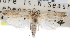  (Loxocrambus canellus - CNCLEP00103034)  @12 [ ] CreativeCommons - Attribution (2013) CNC/CBG Photography Group Centre for Biodiversity Genomics