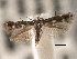  (Elachista leucosticta - CNCLEP00103083)  @14 [ ] CreativeCommons - Attribution (2013) CNC/CBG Photography Group Centre for Biodiversity Genomics