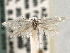  ( - CNCLEP00103086)  @13 [ ] CreativeCommons - Attribution (2013) CNC/CBG Photography Group Centre for Biodiversity Genomics