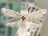  ( - CNCLEP00103087)  @11 [ ] CreativeCommons - Attribution (2013) CNC/CBG Photography Group Centre for Biodiversity Genomics