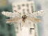  (Elachista virgatula - CNCLEP00103094)  @14 [ ] CreativeCommons - Attribution (2013) CNC/CBG Photography Group Centre for Biodiversity Genomics