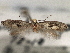  ( - CNCLEP00103098)  @11 [ ] CreativeCommons - Attribution (2013) CNC/CBG Photography Group Centre for Biodiversity Genomics