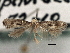  ( - CNCLEP00103099)  @12 [ ] CreativeCommons - Attribution (2013) CNC/CBG Photography Group Centre for Biodiversity Genomics
