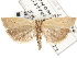  ( - CNCLEP00103100)  @11 [ ] CreativeCommons - Attribution (2013) CNC/CBG Photography Group Centre for Biodiversity Genomics