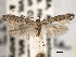  ( - CNCLEP00103106)  @13 [ ] CreativeCommons - Attribution (2013) CNC/CBG Photography Group Centre for Biodiversity Genomics