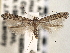  (Caloptilia atomosella - CNCLEP00103107)  @14 [ ] CreativeCommons - Attribution (2013) CNC/CBG Photography Group Centre for Biodiversity Genomics