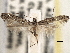  ( - CNCLEP00103108)  @11 [ ] CreativeCommons - Attribution (2013) CNC/CBG Photography Group Centre for Biodiversity Genomics