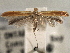  ( - CNCLEP00103112)  @11 [ ] CreativeCommons - Attribution (2013) CNC/CBG Photography Group Centre for Biodiversity Genomics