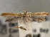  (Caloptilia flavella - CNCLEP00103116)  @13 [ ] CreativeCommons - Attribution (2013) CNC/CBG Photography Group Centre for Biodiversity Genomics
