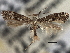  ( - CNCLEP00103124)  @11 [ ] CreativeCommons - Attribution (2013) CNC/CBG Photography Group Centre for Biodiversity Genomics