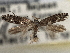  ( - CNCLEP00103125)  @12 [ ] CreativeCommons - Attribution (2013) CNC/CBG Photography Group Centre for Biodiversity Genomics