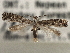  ( - CNCLEP00103126)  @13 [ ] CreativeCommons - Attribution (2013) CNC/CBG Photography Group Centre for Biodiversity Genomics