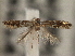  ( - CNCLEP00103132)  @11 [ ] CreativeCommons - Attribution (2013) CNC/CBG Photography Group Centre for Biodiversity Genomics