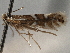  ( - CNCLEP00103133)  @11 [ ] CreativeCommons - Attribution (2013) CNC/CBG Photography Group Centre for Biodiversity Genomics