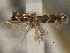  ( - CNCLEP00103134)  @11 [ ] CreativeCommons - Attribution (2013) CNC/CBG Photography Group Centre for Biodiversity Genomics