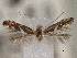  ( - CNCLEP00103135)  @11 [ ] CreativeCommons - Attribution (2013) CNC/CBG Photography Group Centre for Biodiversity Genomics