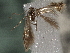  ( - CNCLEP00103136)  @11 [ ] CreativeCommons - Attribution (2013) CNC/CBG Photography Group Centre for Biodiversity Genomics