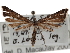  ( - CNCLEP00103151)  @14 [ ] CreativeCommons - Attribution (2013) CNC/CBG Photography Group Centre for Biodiversity Genomics