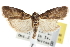  ( - CNCLEP00103188)  @11 [ ] CreativeCommons - Attribution (2013) CNC/CBG Photography Group Centre for Biodiversity Genomics