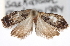  ( - CNCLEP00103304)  @12 [ ] CreativeCommons - Attribution (2013) CNC/CBG Photography Group Centre for Biodiversity Genomics