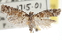  ( - CNCLEP00103313)  @11 [ ] CreativeCommons - Attribution (2013) CNC/CBG Photography Group Centre for Biodiversity Genomics