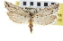  ( - CNCLEP00103318)  @11 [ ] CreativeCommons - Attribution (2013) CNC/CBG Photography Group Centre for Biodiversity Genomics