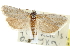  (Pelochrista serapicana - CNCLEP00103331)  @11 [ ] CreativeCommons - Attribution (2013) CNC/CBG Photography Group Centre for Biodiversity Genomics