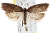  (Acleris schalleriana - CNCLEP00103402)  @15 [ ] CreativeCommons - Attribution (2013) CNC/CBG Photography Group Centre for Biodiversity Genomics