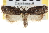  (Acleris fuscana - CNCLEP00103404)  @14 [ ] CreativeCommons - Attribution (2013) CNC/CBG Photography Group Centre for Biodiversity Genomics