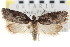  (Acleris fuscana - CNCLEP00103406)  @14 [ ] CreativeCommons - Attribution (2013) CNC/CBG Photography Group Centre for Biodiversity Genomics